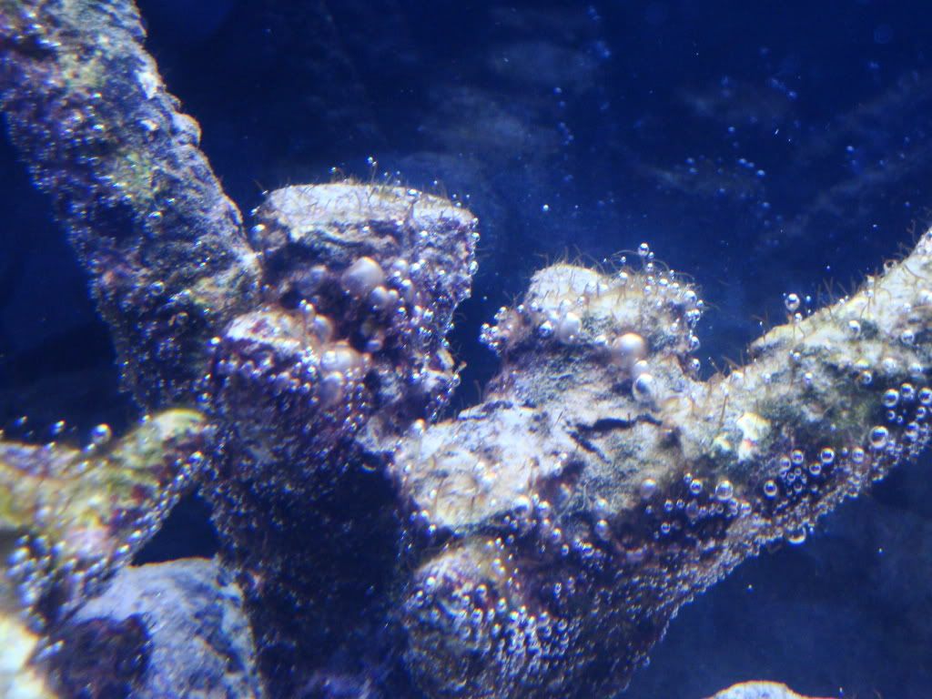 Hair Algae Outbreak during cycling Reef Central Online Community